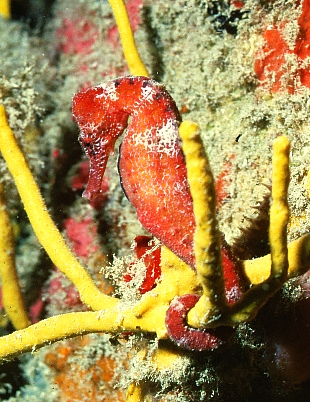 Red Sea Horse