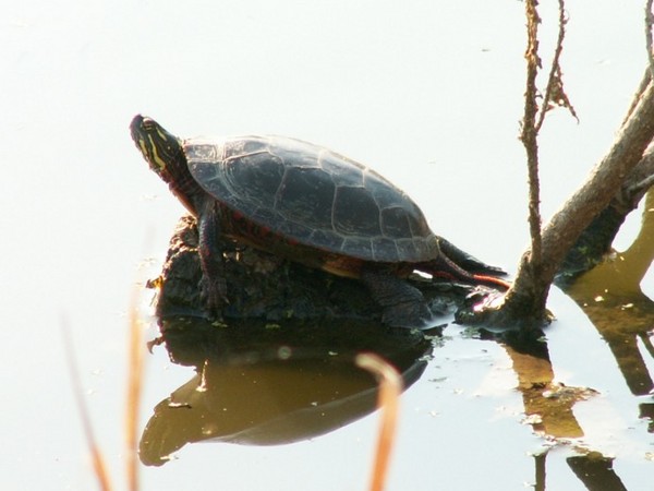 Ft. Loramie turtle