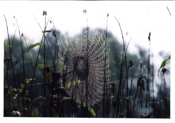 Web'n Weeds