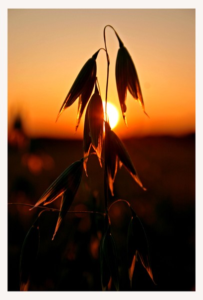 Sunset in the cornfield