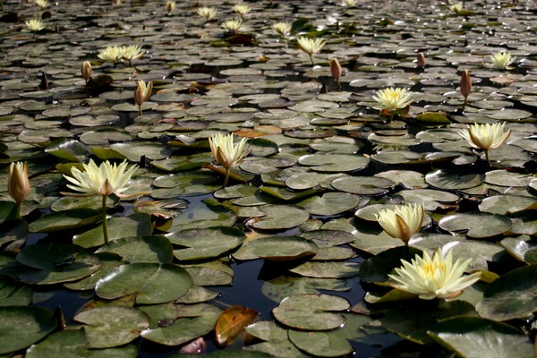 Water Lilies from Lili