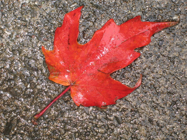 Lonely Leaf