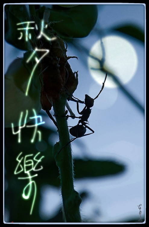 An Ant in Moonlight