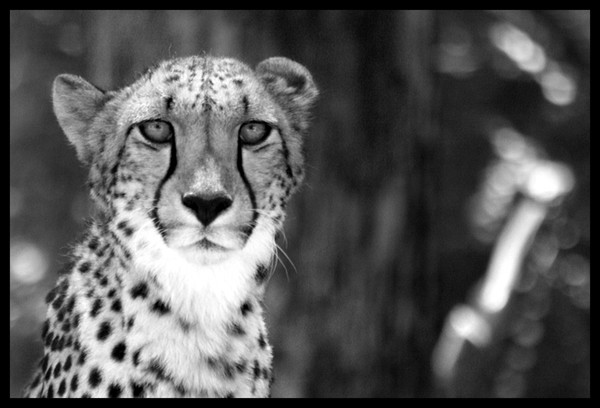 The Cheetah In Grey