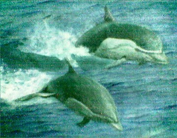 Two Dolphins