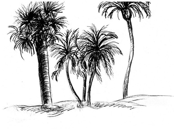 Trio of Palms