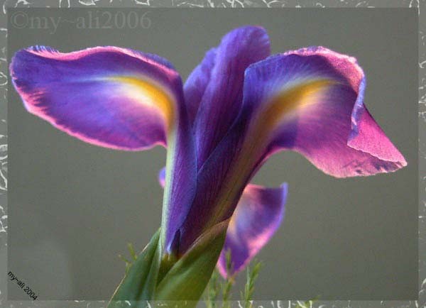 Iris