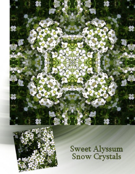 Summer Snowflakes Series-Alyssum