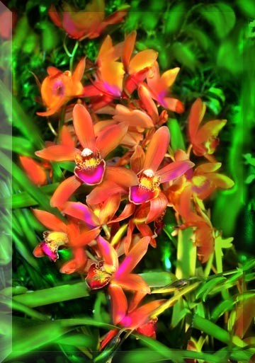 Orchids on fire