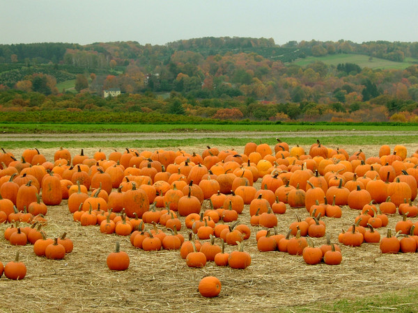 New England Pumpkins