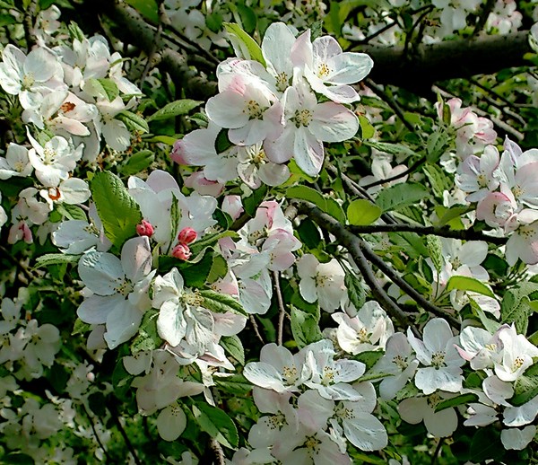 Apple Blossom ( In Bloom)