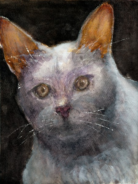 Untitled Cat in Watercolour No.002