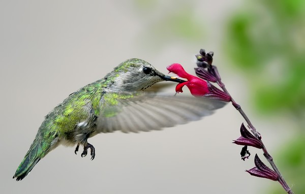 Black-chinned hummingbird I