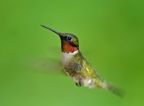 Ruby-throated hummingbird I