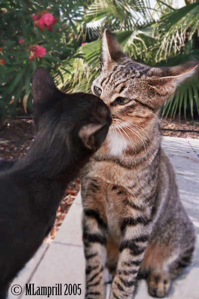 Kissing Kittens