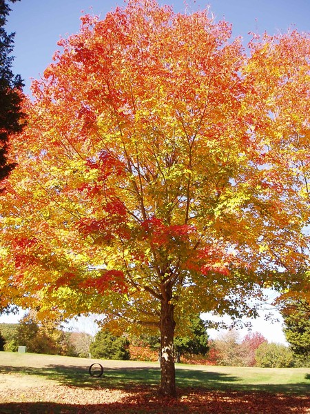 Beautiful Fall Tree