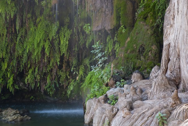 Krause Springs