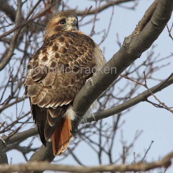 Adult Red Tail Hawk!