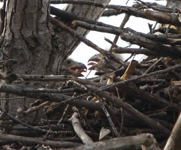 First baby Eagle photos