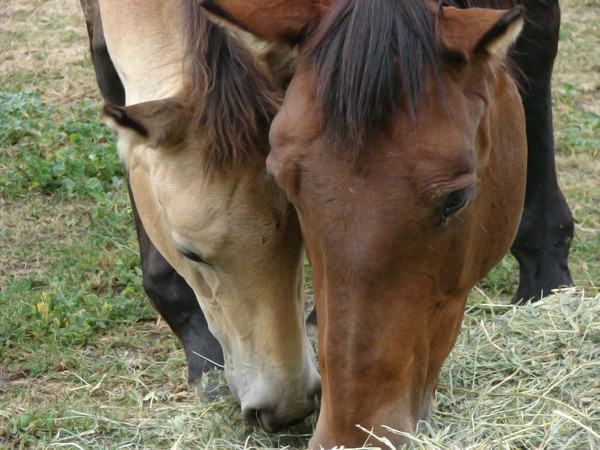 Brown Baby Horse Colt and Mom