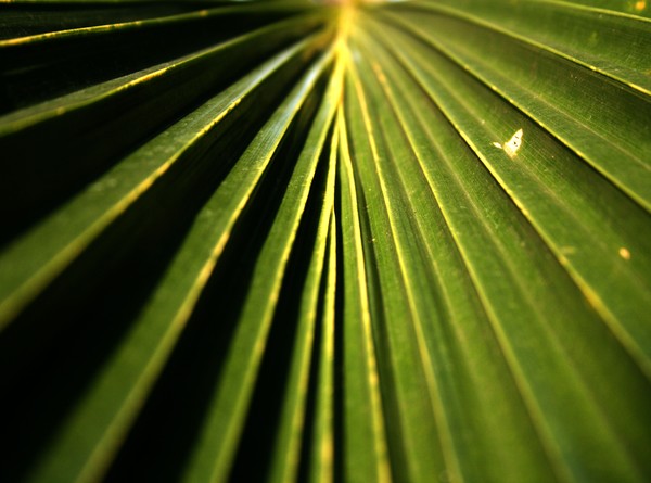 Fan palm