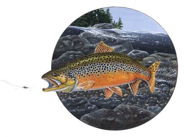 Untitled - Round Brown Trout