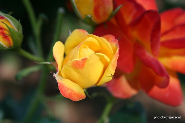 fire roses