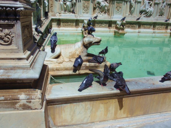 Pigeons in Florence, Italy