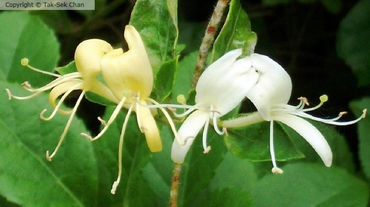Honeysuckle (Lonicera japonica), JBWR 06-11-2012
