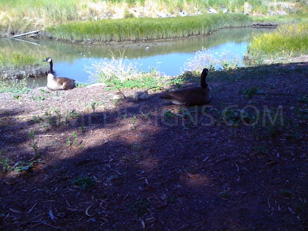 geese by the pond