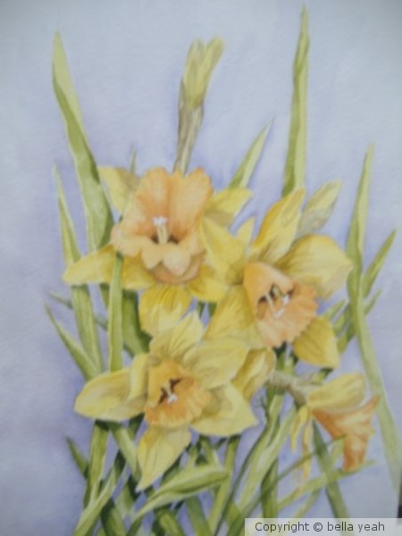 daffodils