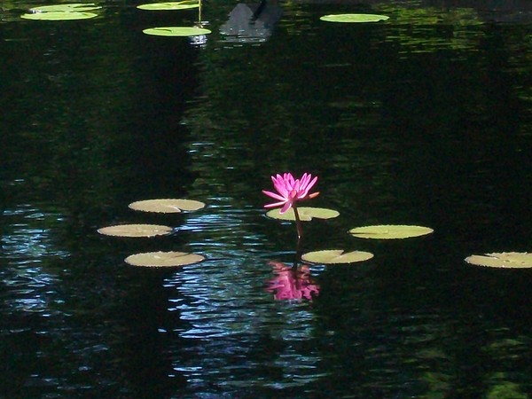 Lilly Reflection