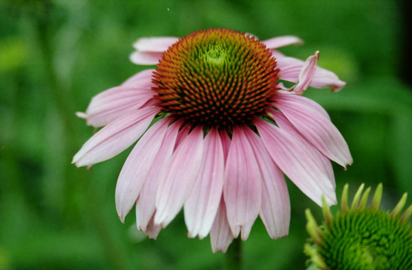 Coneflower