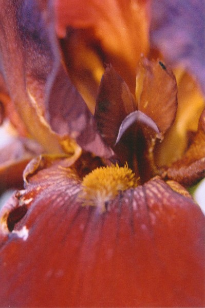 Fire Iris