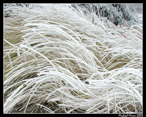 Frosted Grass