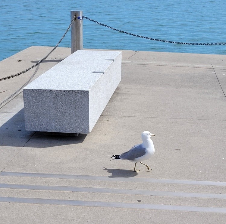 Seagul on the boardwalk