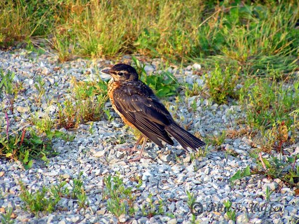 Young Robin