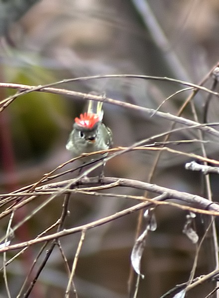 A really small songbird