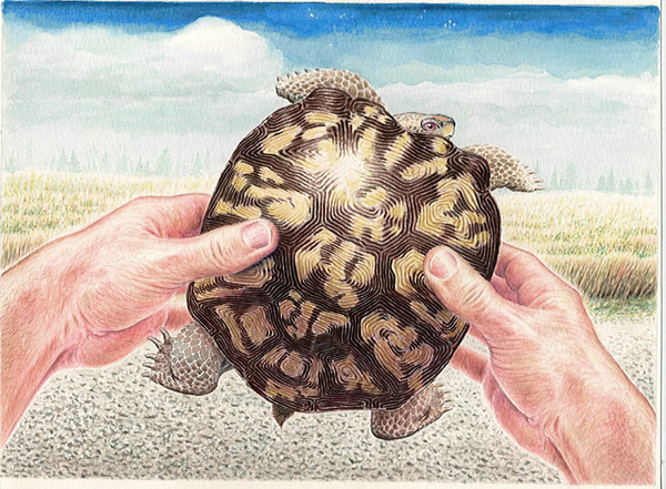 peck turtle in hands