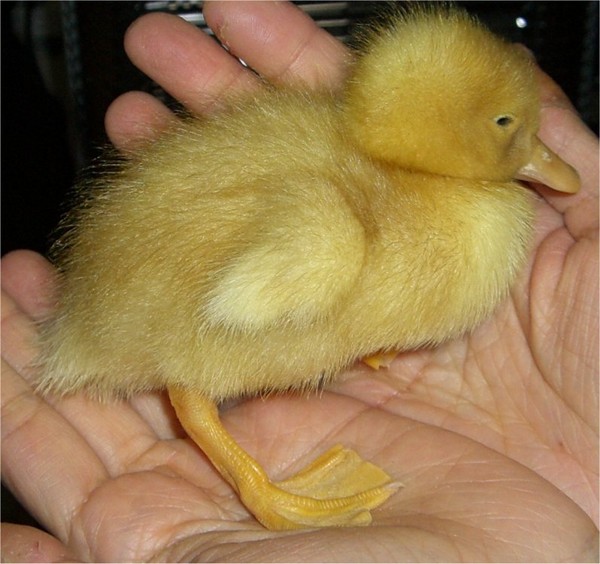 baby duck Coco