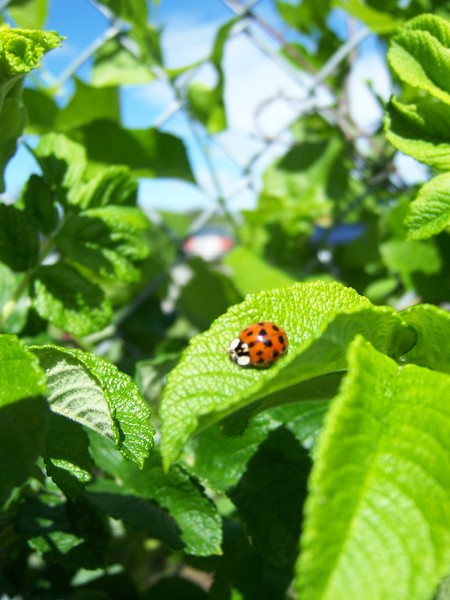 ladybug_leaf