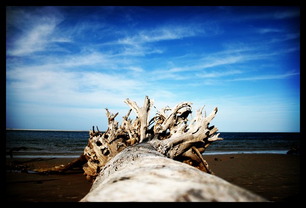 beach roots