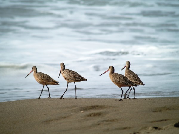 Marbled Godwits on Limentour Beach