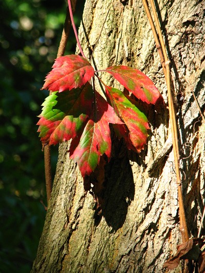 fall leaf of the vine