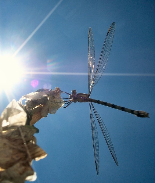 Dragonfly