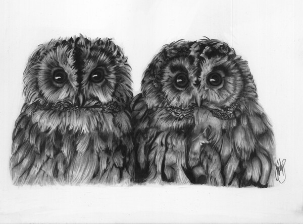 Clicky and Titch the Tawny Owls