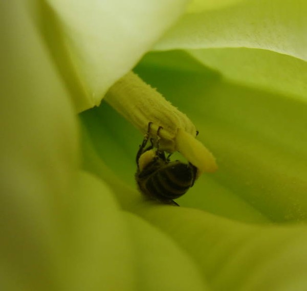 Angel's Trumpet and Bee Collecting Pollen