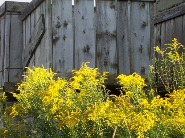 Goldenrod