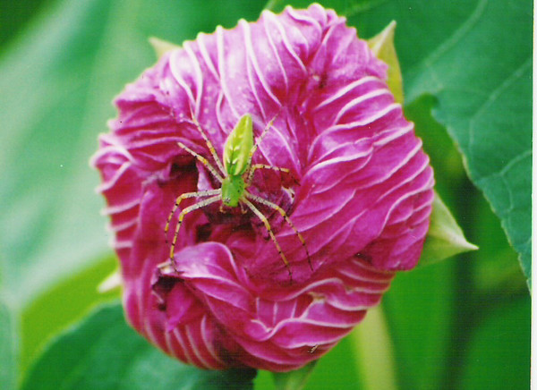 Green Spider