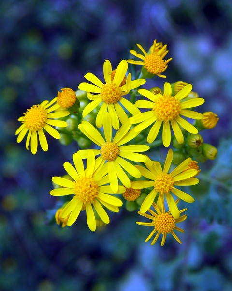 BRIGHT YELLOW FIELD FLOWERS - 2717